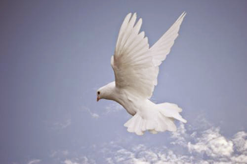 Goddess Healing Wisdom Of Birds The Spirit Of The Dove