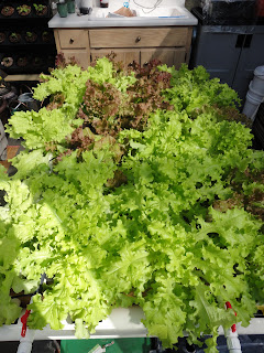 Organic Hydroponic Lettuce from AlphaHydroponics.com