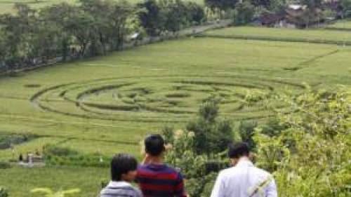 Ufo Enthusiasts Abuzz Over Indonesian Crop Circles