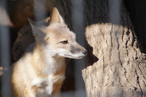 Zoo «Bramble Park Zoo», reviews and photos, 800 10th St NW, Watertown, SD 57201, USA