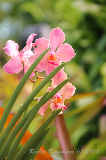 Light pink orchid