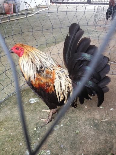 Trại   gà   peru,  mỹ   BÌNH DUONG - 13