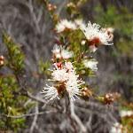 Tickbush (Kunzea ambigua) Flower (104350)