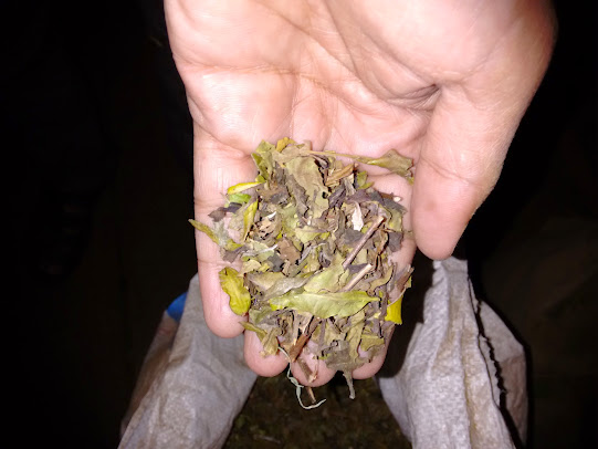Tea Tree