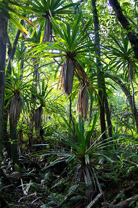 forêt tropicale IMG_5382-2