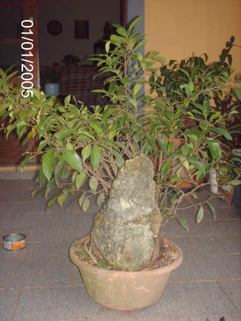 Ficus Microcarpa Começando... PICT0998