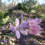 Subtle colours on the Willunga track (156469)