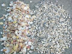 conchas recicladas