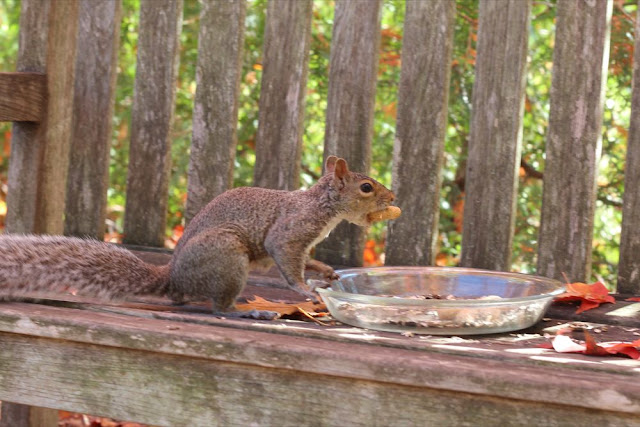 squirrel with peanut in its mouth