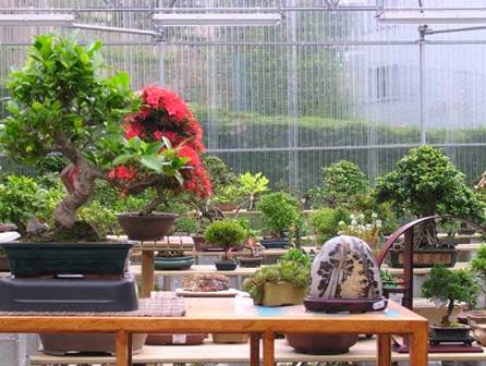 Irun Bonsai