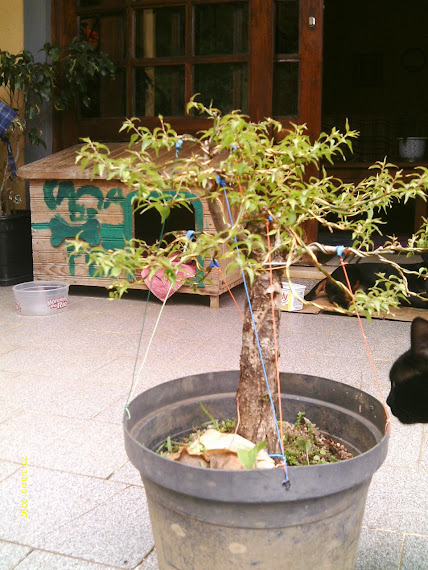 Prunus Serrulata Umê III... IMAG0052