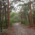 Cascades Track near St Ives (120121)