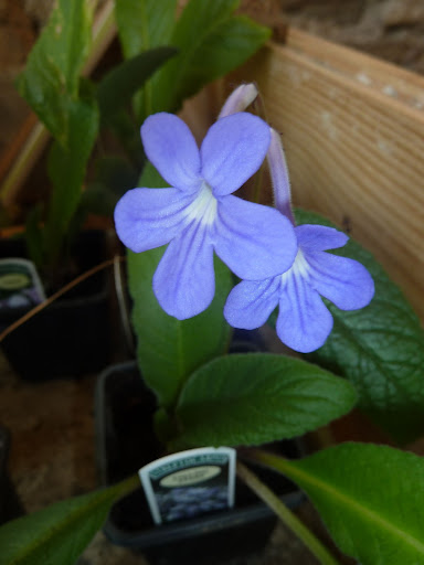 Streptocarpus Streptocarpus%2520%2527Falling%2520Stars%2527%2520%25281%2529