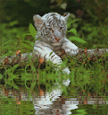 tigre branco bebe