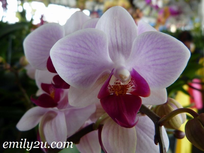 orchid exhibition