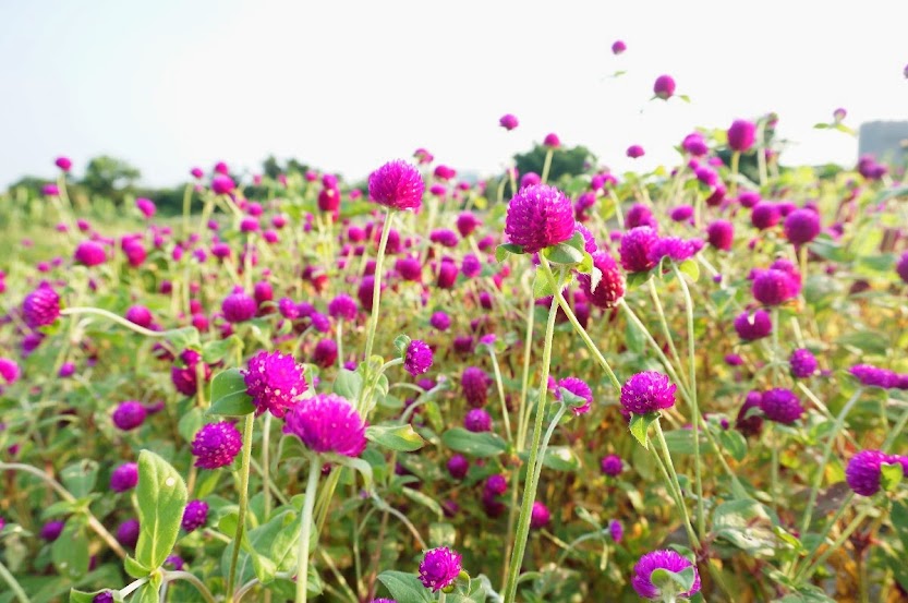 V J Nuance Blog V J 紐昂斯部落格 千日紅 圓仔花 Globe Amaranth