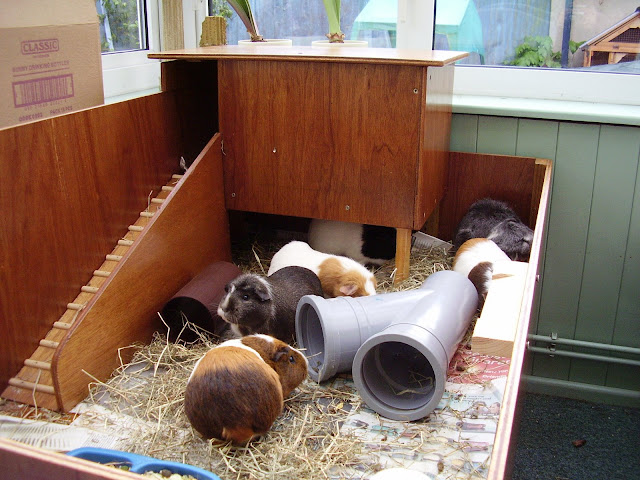 Pig%2520Palace.JPG