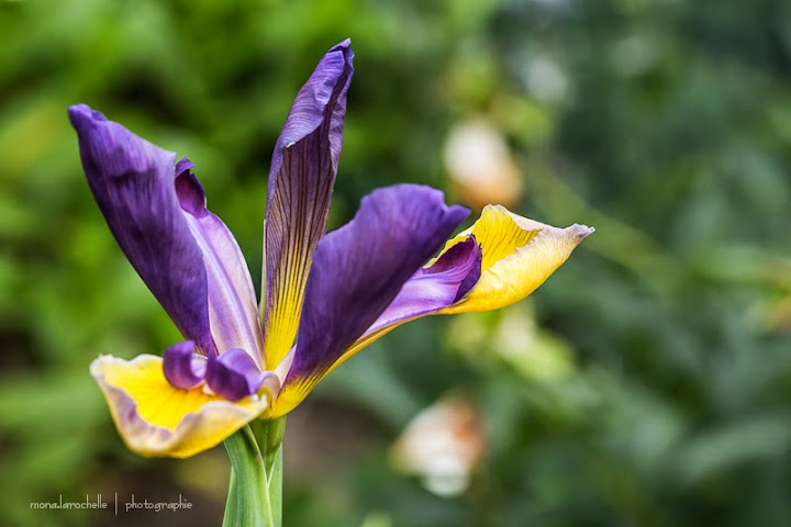 Iris spuria Coolangata Iris-spuria-coolangata-130708-112rm