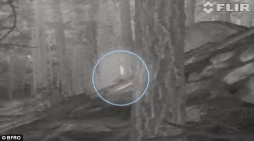 Cryptozoology Proof Of Bigfoot Existence Hunt Is On In New Mexico