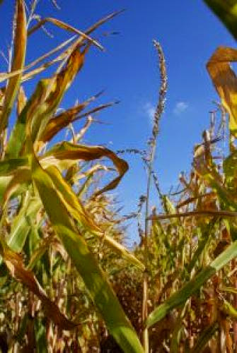 Farmers Push For Help Planting Energy Crops