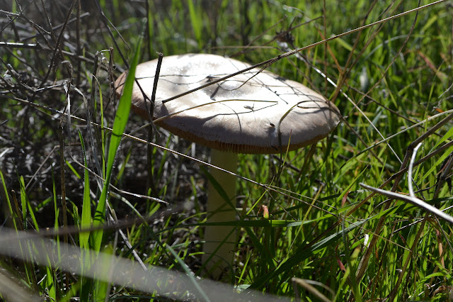 large mushroom with gills