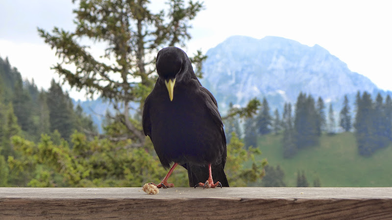 Посмотри, какое лето! Или сказочная Бавария – 2