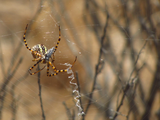 big yellow and black spider, probably Argiope aurantia, with a single stabilimenta in its web and a bit of prey