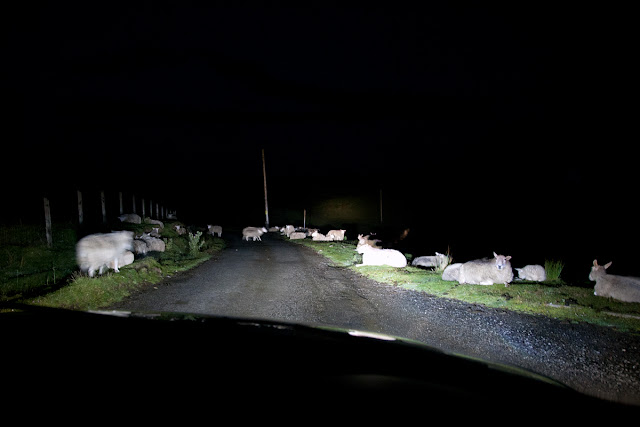 owce-noc.jpg