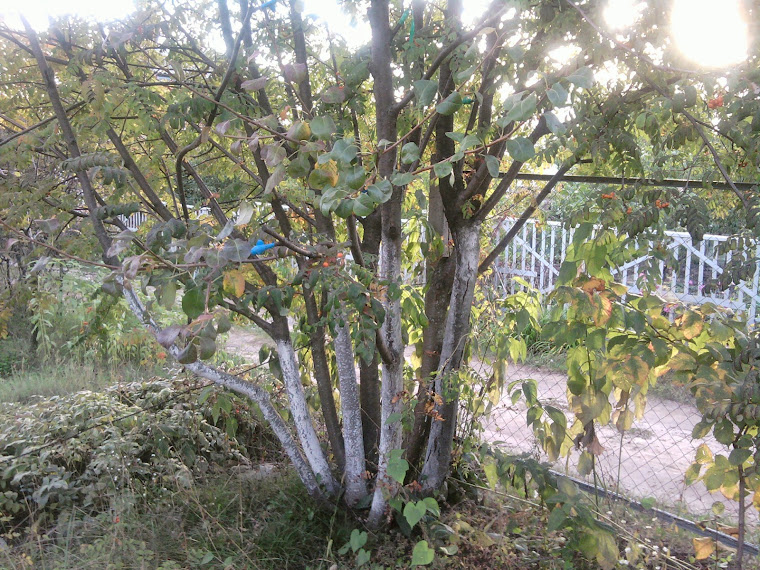 Сад-огород: Приусадебный участок: прививка деревьев (груша на рябине)