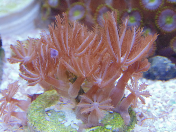 Resultado de imagem para CLOVES brown coral