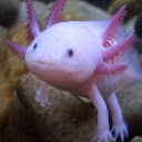 Petra Axolotl's user avatar