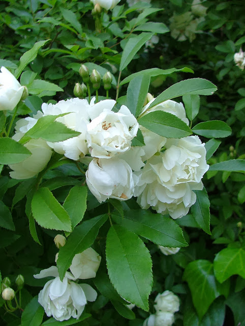 Rose bianche (a fiore bianco) senza spine, o quasi (rampicanti, rifiorenti,  a cespuglio) - Un quadrato di giardino