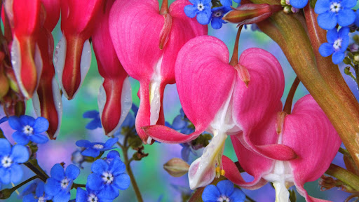 Bleeding Heart and Forget-Me-Not.jpg