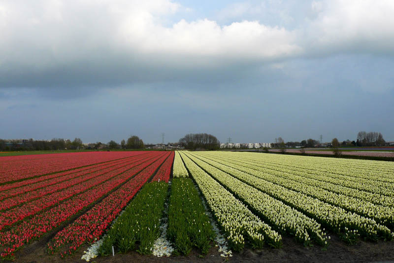 Голландия 2012. 19.04 - 25.04. Анонс.
