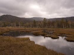 Национальный парк Одзэ, болота