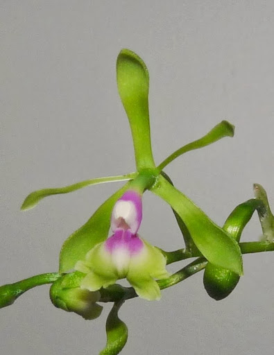 Epidendrum pseudepidendrum P1370193