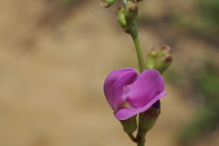 Шри-Ланка: на машине 1 100 км,  фото без комментариев, март-апрель 2013г.