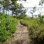Stepped timber tracks with Lake Macquarie in the distance (389870)