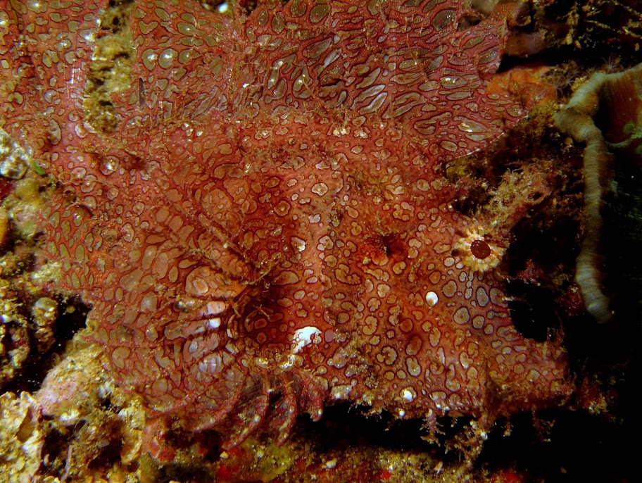 110620%252520Red%252520Rock%252520Anilao17.JPG