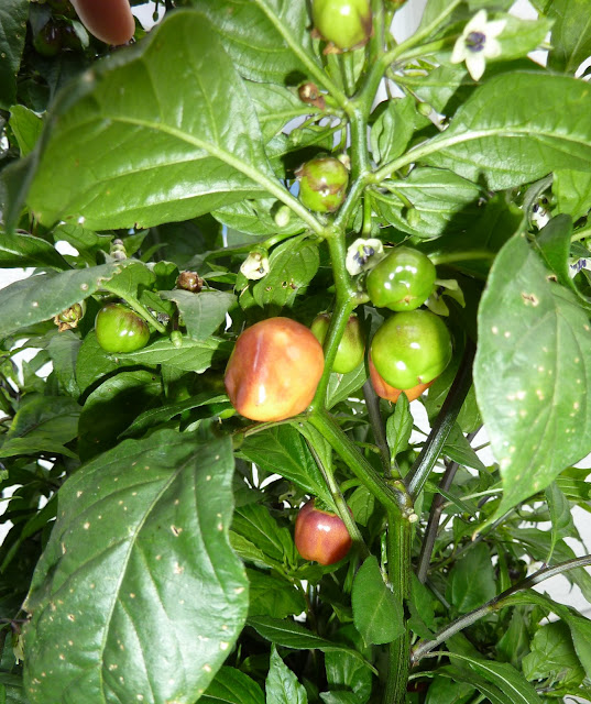 P1180280.JPG