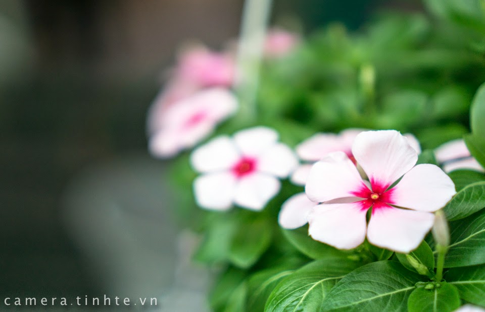 Đánh giá Đánh giá nhanh Sony Alpha A6000 tinhte.vn.45.
