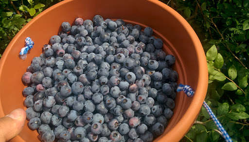 La Colline aux Bleuets