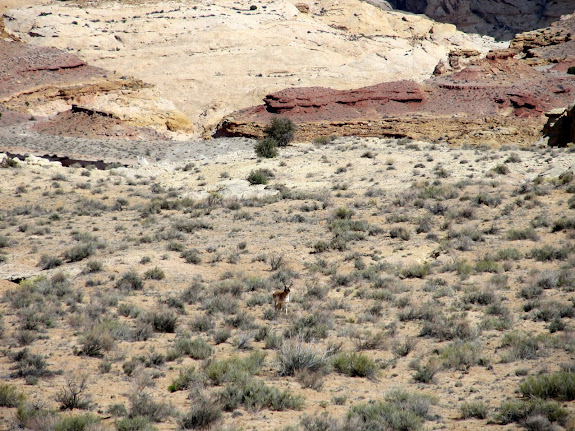 This pronghorn seemed pissed at me.  He was making some strange sound and kept coming closer to me.