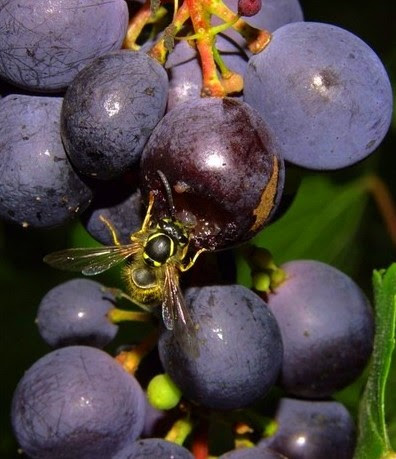 Как уберечь виноград от Ос