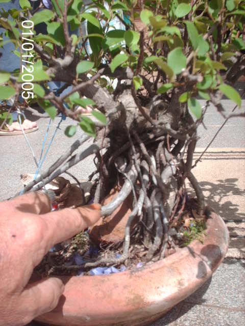 Ficus Microcarpa do Roberto Teixeira... PICT1650