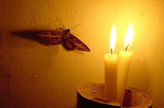 Moth And Flame Sufi Metaphor Moth And Flame Sufi Metaphor Image
