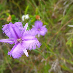 Fringe Lilly on the Awabakal Nature Reserve (391934)