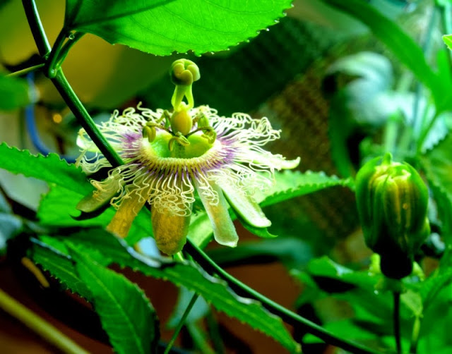 P.edulis%2520Amigo.jpg