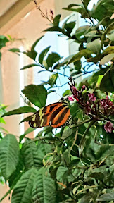Warm up with the butterflies at Pacific Science Center it's 80F in here