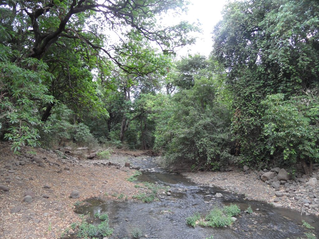 Manyara Milli Parkı yeşilliği